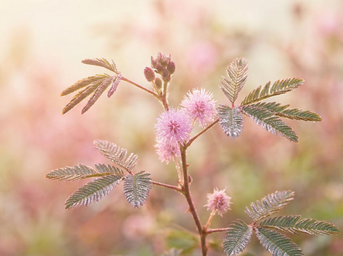爱情岛精选含羞草视频